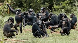 Chimpanzees on Ngamba Island (1 of 3)
