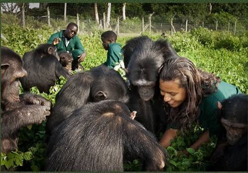 Chimpanzees on Ngamba Island (2 of 3)
