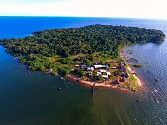 Chimpanzees on Ngamba Island (3 of 3)
