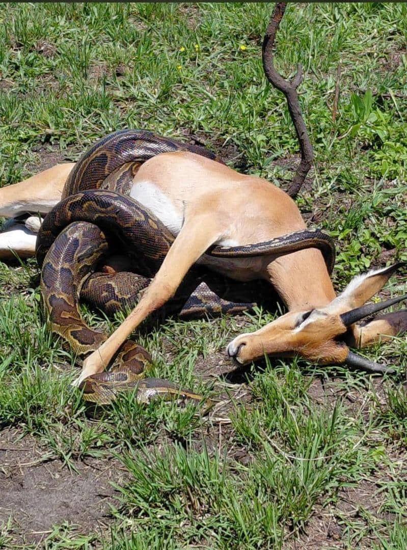 African rock python with a kill