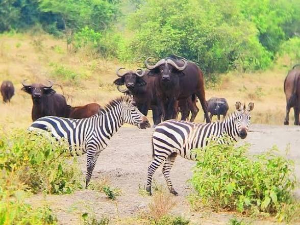 Kazinga plains, Queen Elizabeth