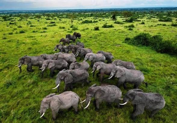 Savanna of Queen Elizabeth NP