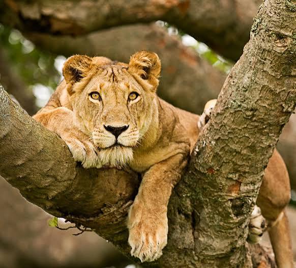 Moments from Queen Elizabeth National Park (1 of 4)