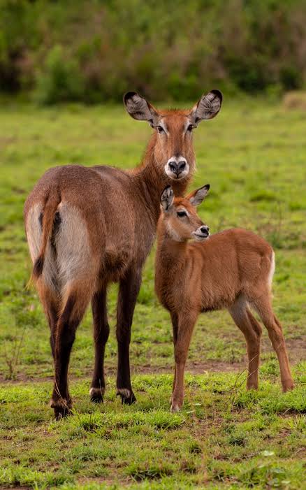Moments from Queen Elizabeth National Park (2 of 4)