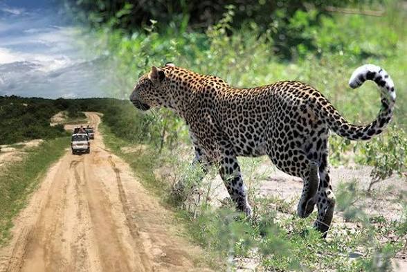 Moments from Queen Elizabeth National Park (3 of 4)