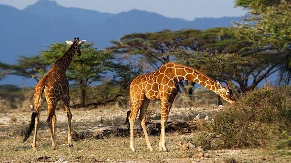 Moments from Queen Elizabeth National Park (4 of 4)