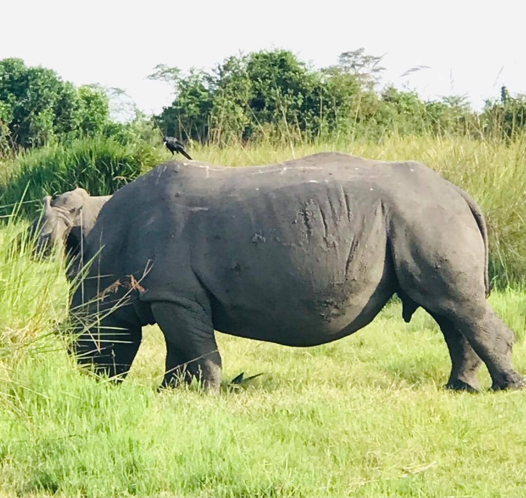 Ziwa Rhino Sanctuary