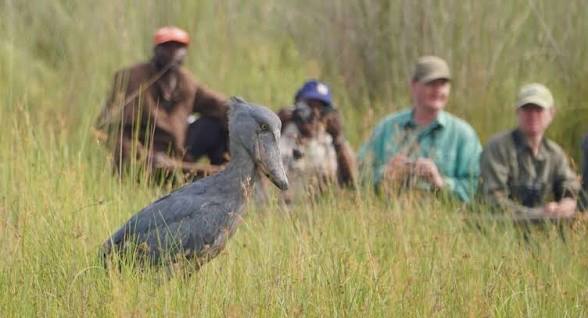 Shoebill stork in the Mabamba swamp (2 of 6)