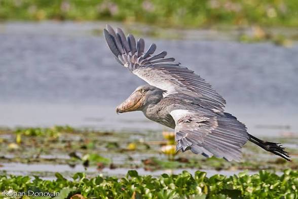 Shoebill stork in the Mabamba swamp (3 of 6)