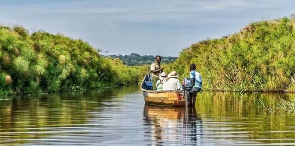 Shoebill stork in the Mabamba swamp (4 of 6)