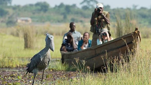 Shoebill stork in the Mabamba swamp (5 of 6)