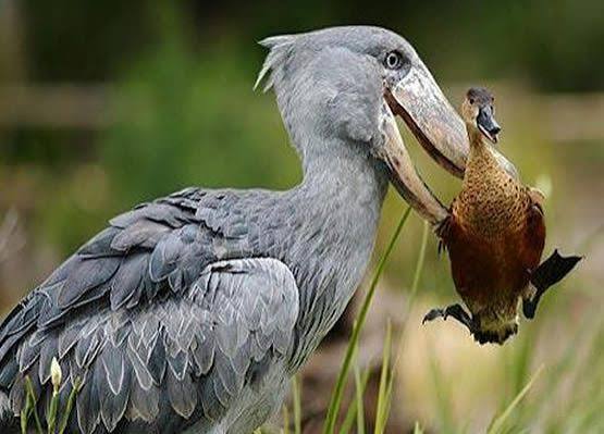 Shoebill stork in the Mabamba swamp (6 of 6)