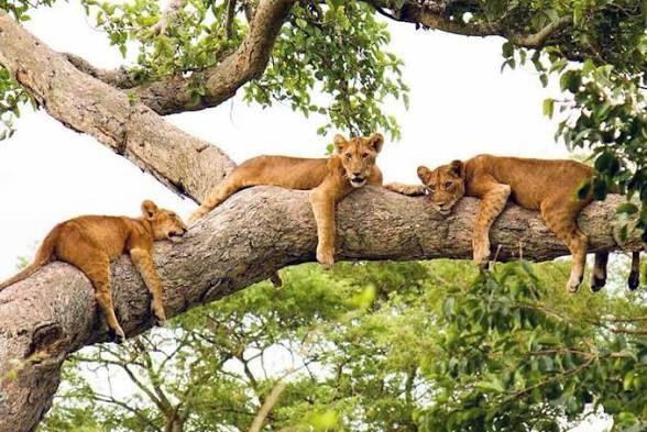 Tree-climbing lions, Ishasha