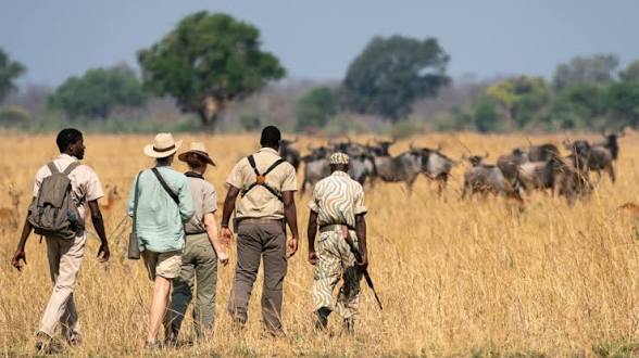 Guided walking safari