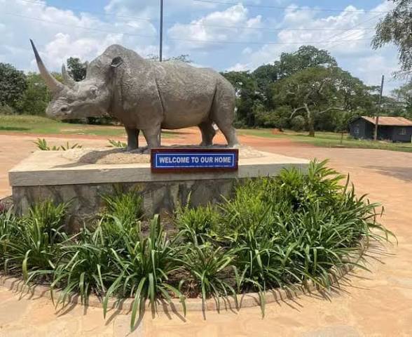 Moments from Ziwa Rhino Sanctuary (3 of 5)