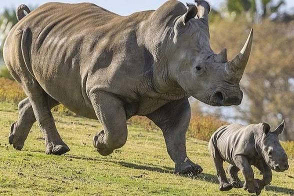 Moments from Ziwa Rhino Sanctuary (4 of 5)